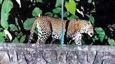 SCARE OF LEOPARD FORCES SCHOOL TO CLOSE FOR COUPLE OF DAYS