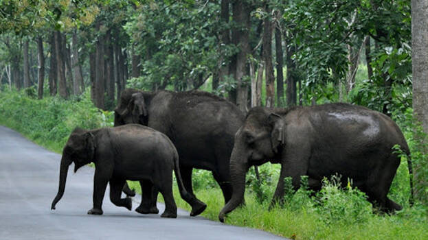 HIGH COURTS DIRECTS UTTARAKHAND GOVERNMENT TO PROVIDE ECO-SENSITIVE ZONE FOR ELEPHANTS