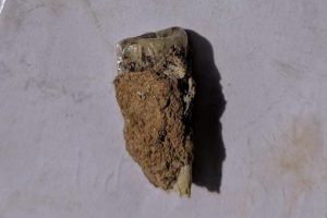 ANCIENT HUMAN TOOTH OF AROUND 1.8 MILLION YEARS AGO DISCOVERED