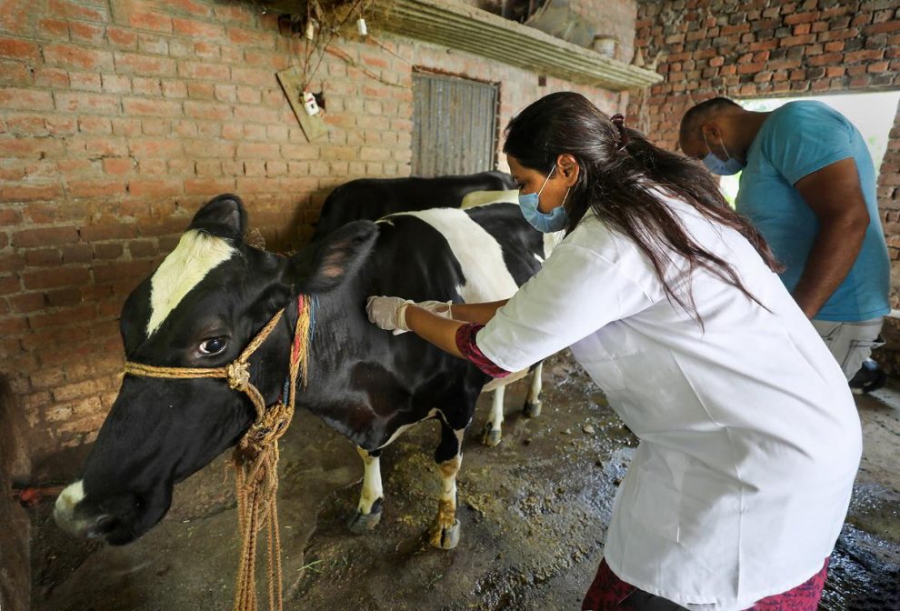 Indian govt accelerates vaccination as more cattle fall prey to virus in Lumpy skin disease.