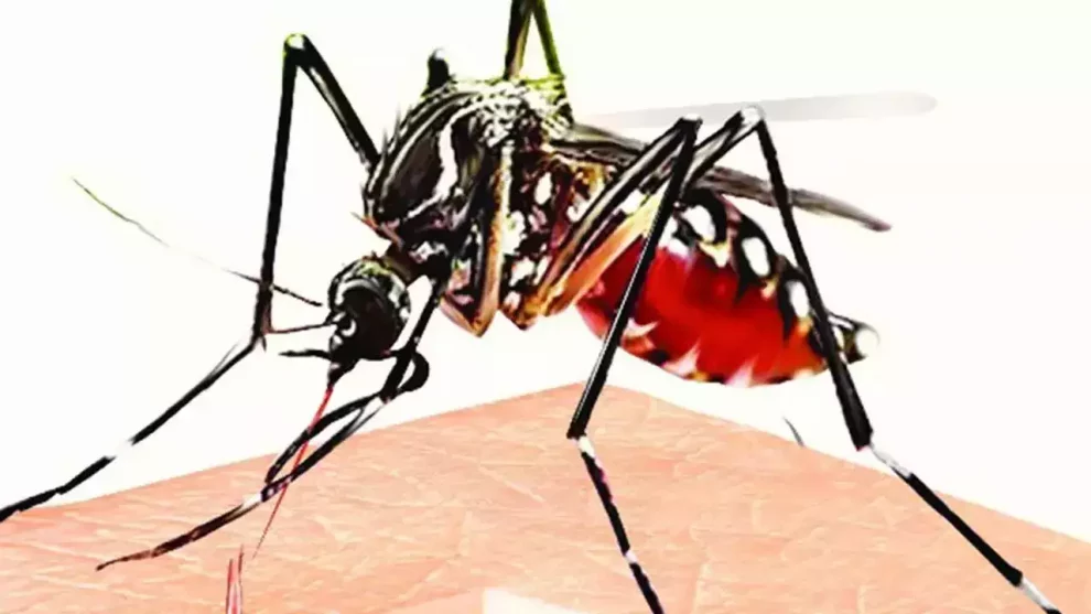 Dengue cases surge after Corona, cases increase in Dehradun-Roorkee; health department alert